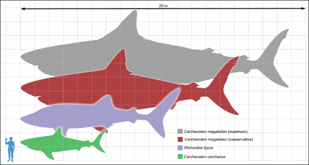20120518-800px-Megalodon scale1.png